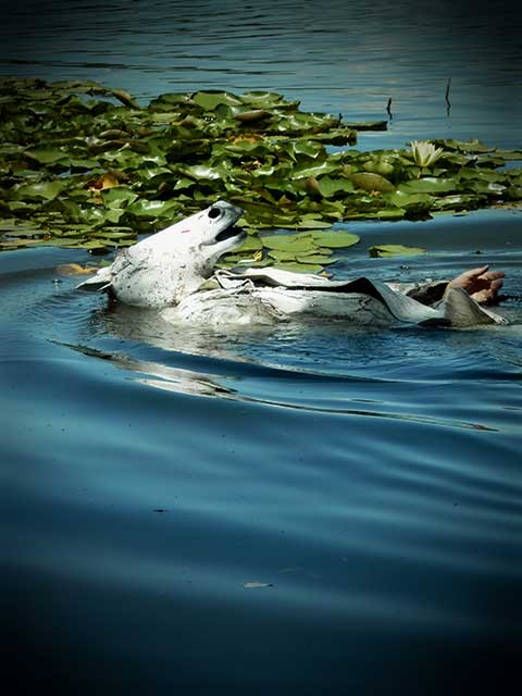 Ophelia