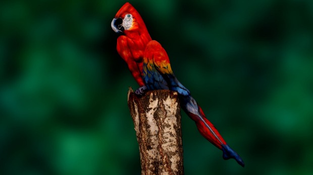 GangGangBird